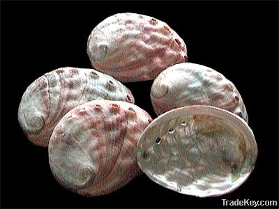 Abalone shells