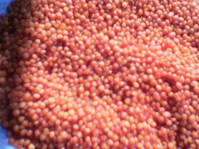 RED WHOLE LENTILS