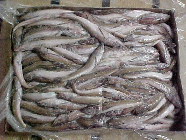 Silver Hake, Live Lobster, Herring, Capelin, Mackerel, Shrimp, Others