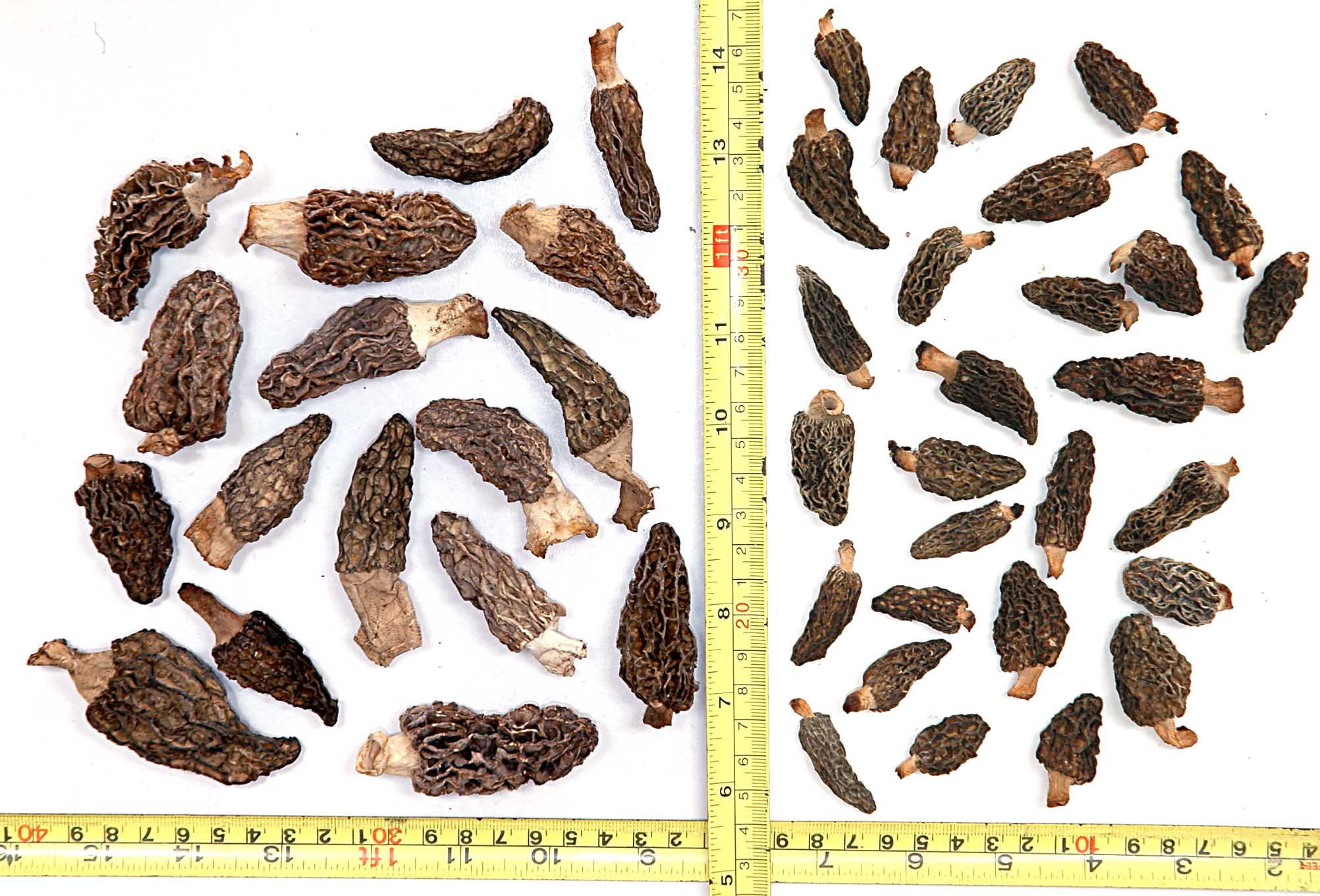 MORCHELA (morels) dried  conica and esculenta