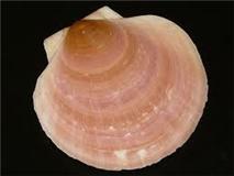 Bay of Fundy Scallop Shells