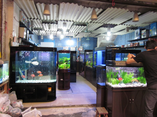 aquarium tank