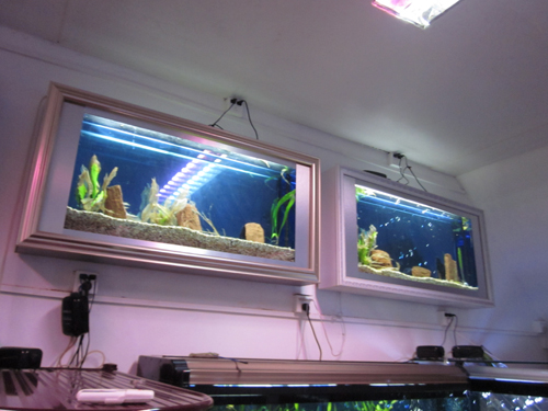 aquarium tank