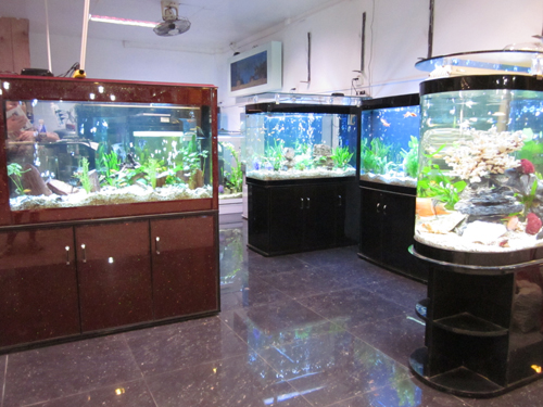 aquarium tank