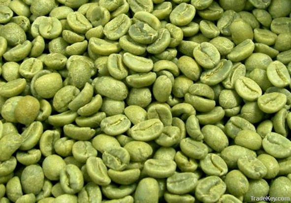 Green Coffee Bean Extract Chlorogenic acid