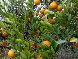 Fresh Navel orange