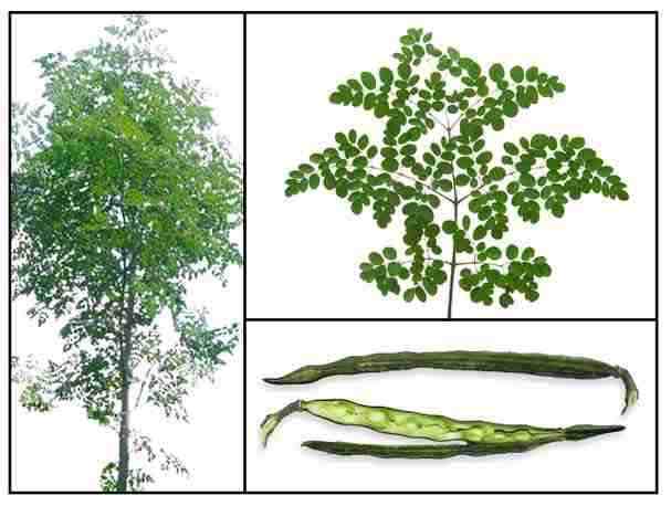 Moringa Tree products