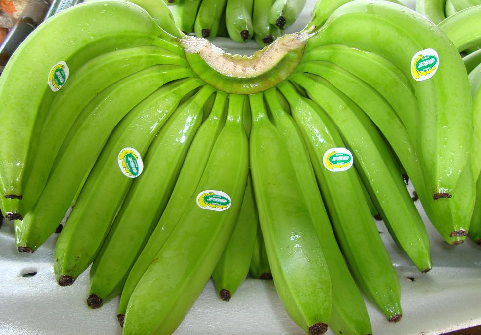 Ecuadorian Cavendish Banana