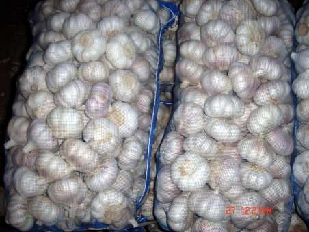 fresh garlic