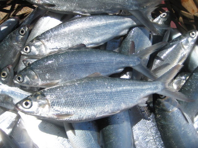 Frozen fresh and processed milkfish grown in marine fish cages