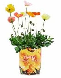 Corn Poppy