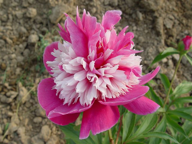 Chinese Peony Seedling