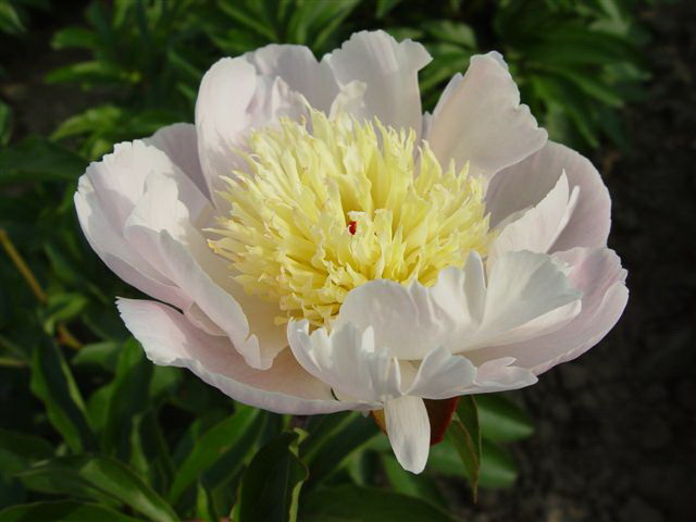 Chinese Herbaceous Peony Seedling