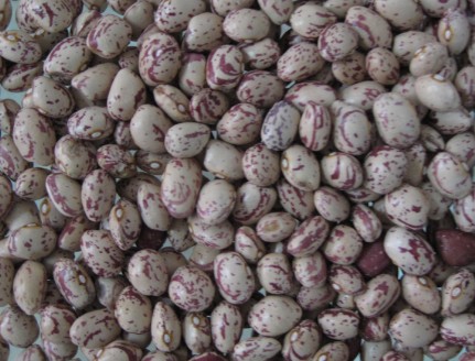 light speckled kidney beans