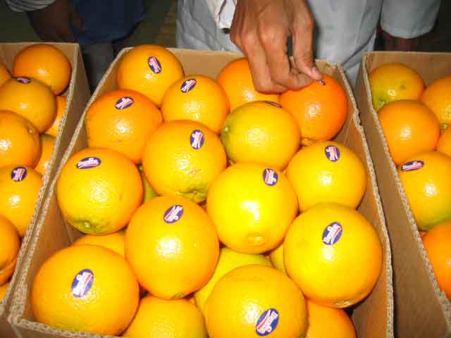 Navel Orange