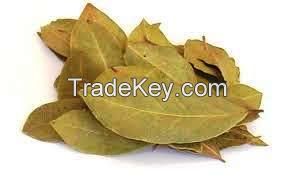 Sage ( Salvia officinalis )