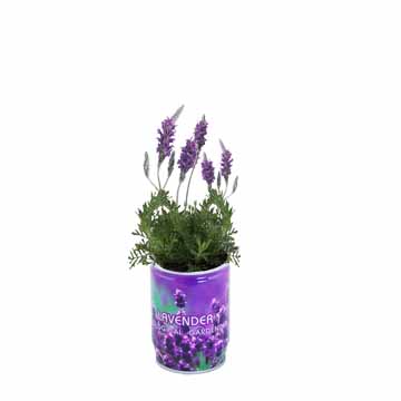 Can flower of Lavender