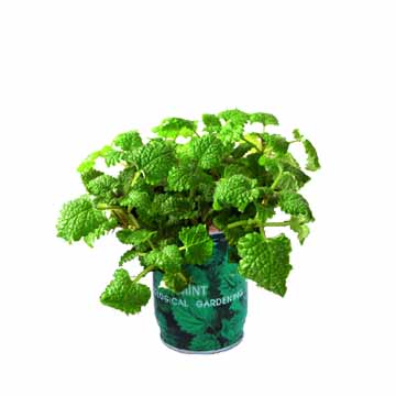 Can flower of Mint