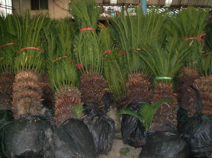 supply cycas revoluta