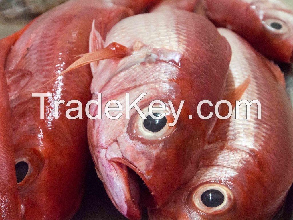 Fresh / Frozen Red Snapper