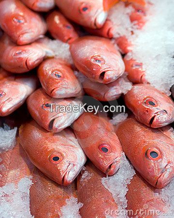 Fresh / Frozen Red Snapper