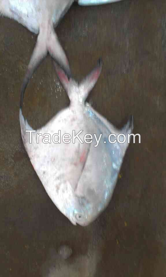 Fresh / Frozen Silver Pomfret , Chinese Pomfret , Black Pomfret , Golden Pomfret