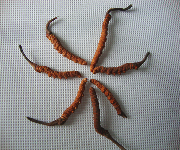 Herbs of wild cordyceps