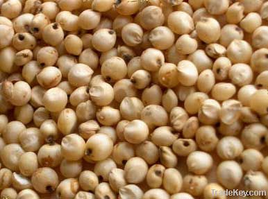 i am export and supply white sorghum seed