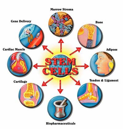Stem cell treatment program