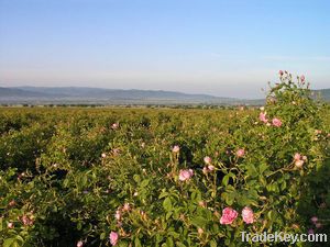 Rose Water Bulgarian