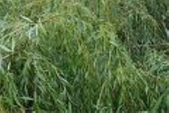 White willow extract