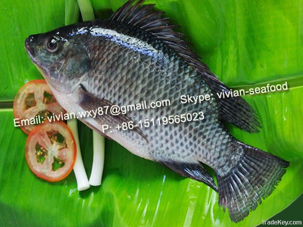 Frozen Black Tilapia (Oreochromis Niloticus, Oreochromis Mossambicus)