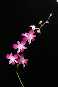 Orchid Cut Flowers