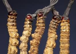 Cordyceps Sinensis, /Dong Chong Xia Cao/  Chong Chao /Tang Chaow, Yartsa  Goenbub