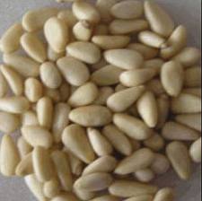 pine nut