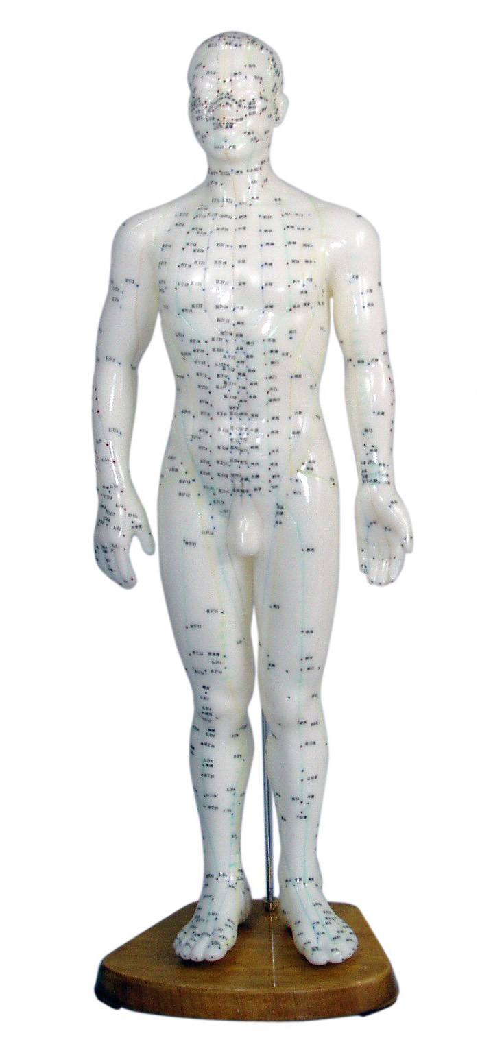 Acupuncture model 50cm male