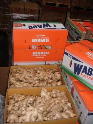 Export Chinese Fresh Ginger