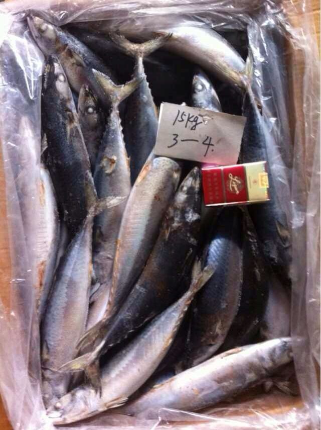 Frozen pacific mackerel (scomber japonious)