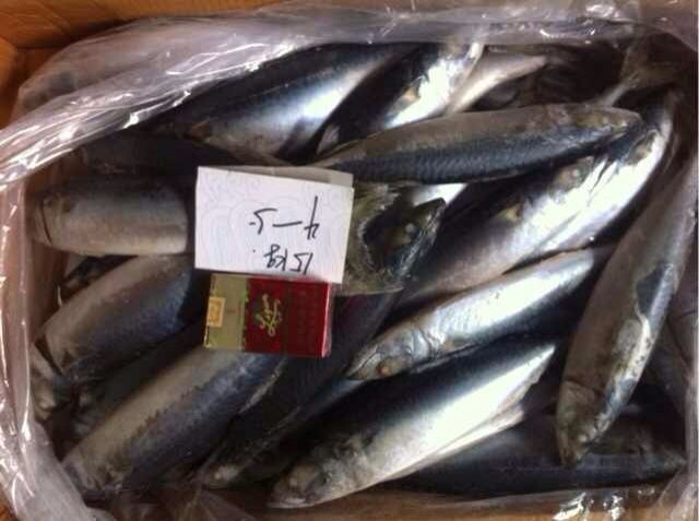 Frozen pacific mackerel (scomber japonious)