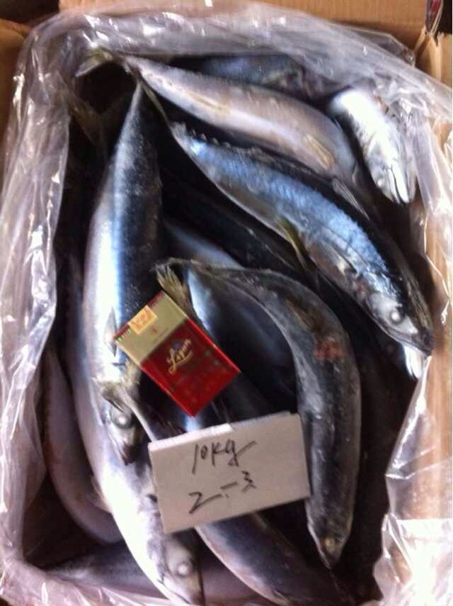 Frozen pacific mackerel (scomber japonious)