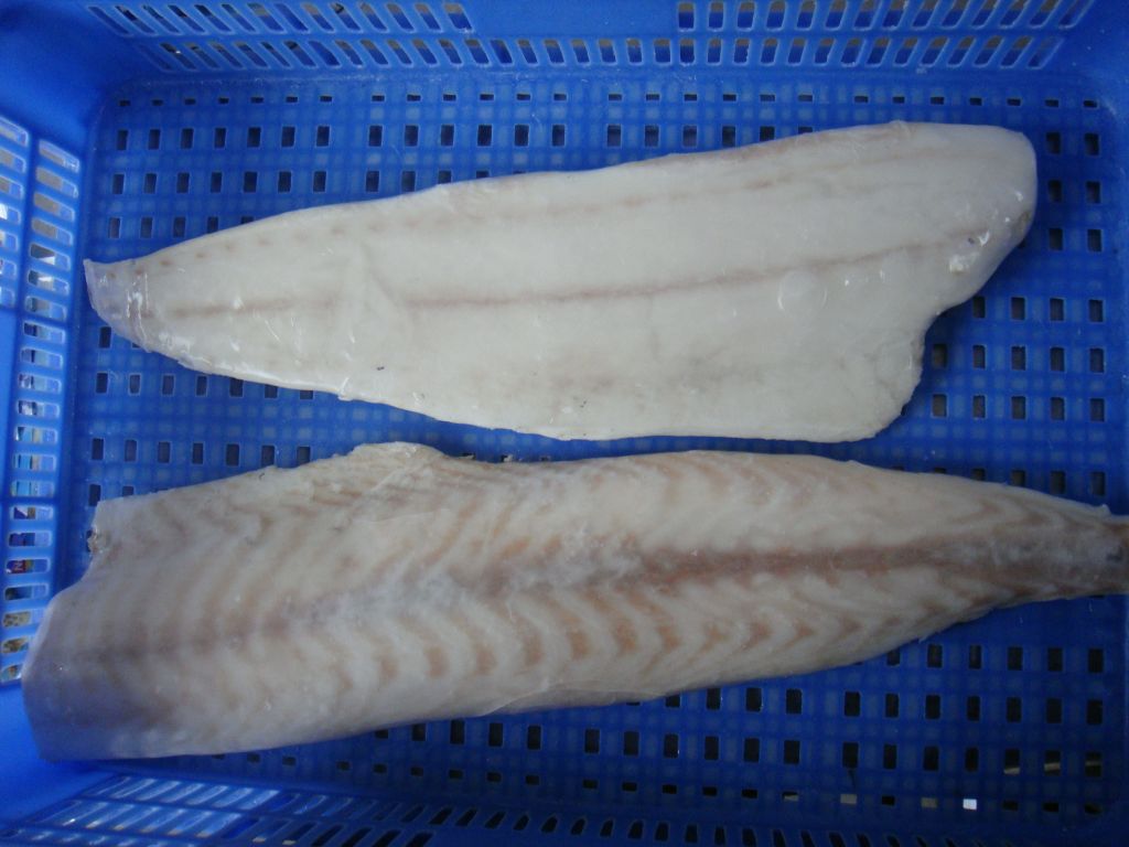 Frozen Oil Fish Fillet (Ruvettus pretiosus)