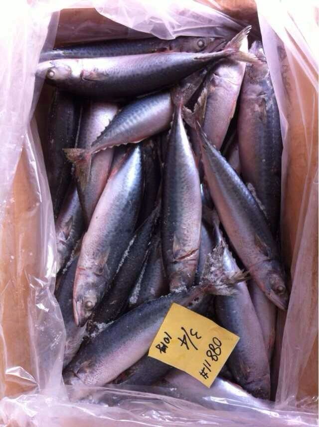 Frozen pacific mackerel (scomber japonious)