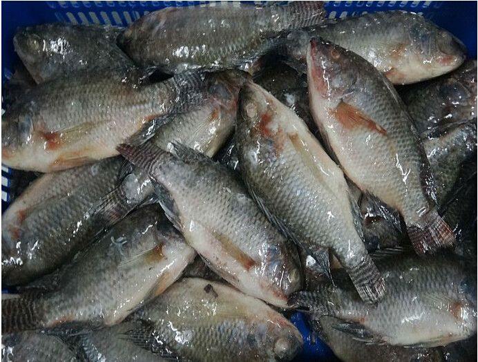 Frozen tilapia fillet (Oreochromis Niloticus)