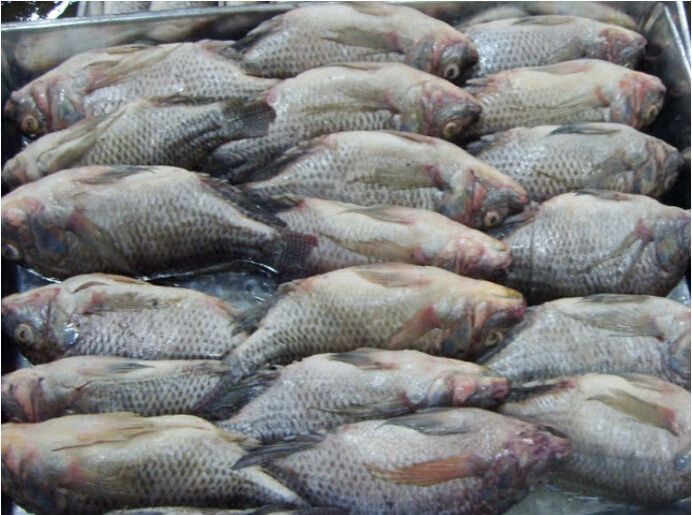 Frozen tilapia fillet (Oreochromis Niloticus)