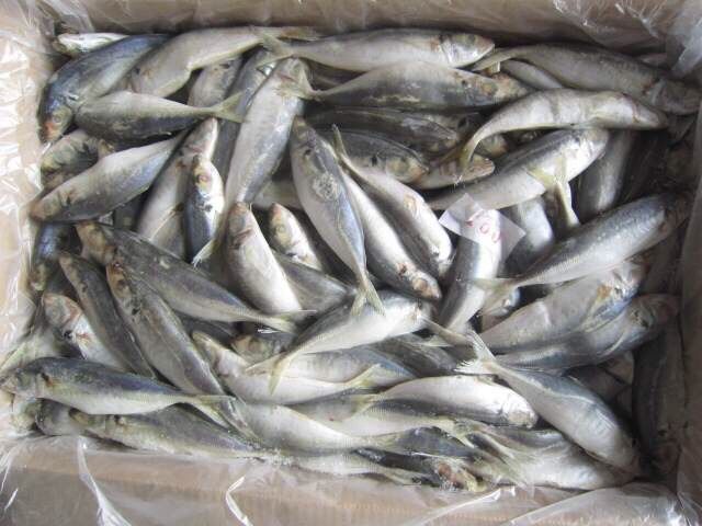 Frozen Horse Mackerel (Trachurus Japonicus)