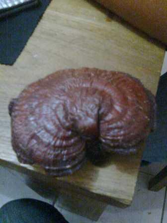 Raw Lingzhi Reishi mushroom