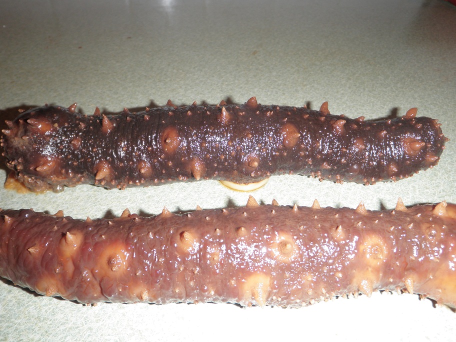Wild Fresh and Salted Sea Cucumber from US Pacific Coast
