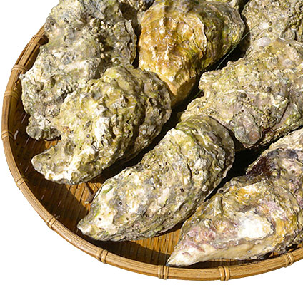 Pacific Oysters--various size, live in Shell