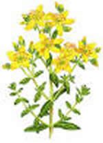 sell St. Johns Wort extract powder