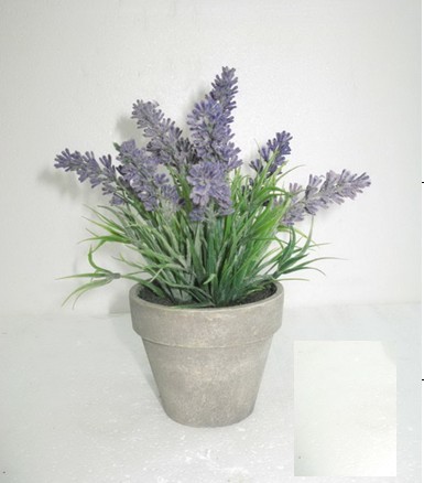 lavender potted plant